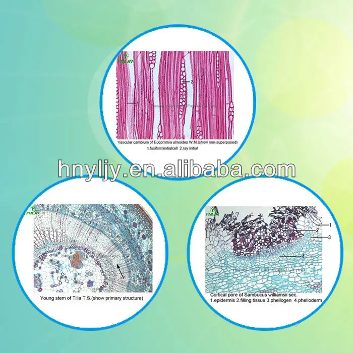 25 Pieces Botany Prepared Microscope Slides Set of Plant Cell