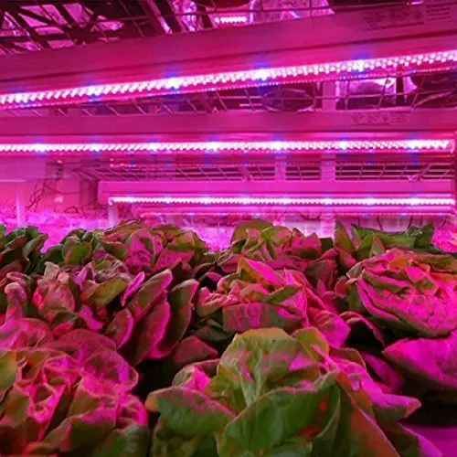 Full Spectrum SMD 5050 4 Red 1 Blue 660nm UV Led Light Strip Grow Lights  for Plant Growing