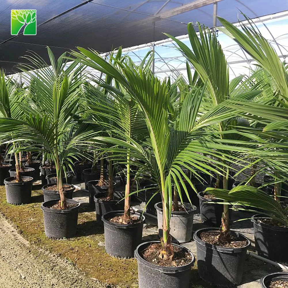 Modern Style Evergreen 4 Years Cocos Nucifera Perennial Flowering Plant Nursery Buy Plant Nursery Perennial Flowering Plant Nursery Perennial Plant Product On Alibaba Com