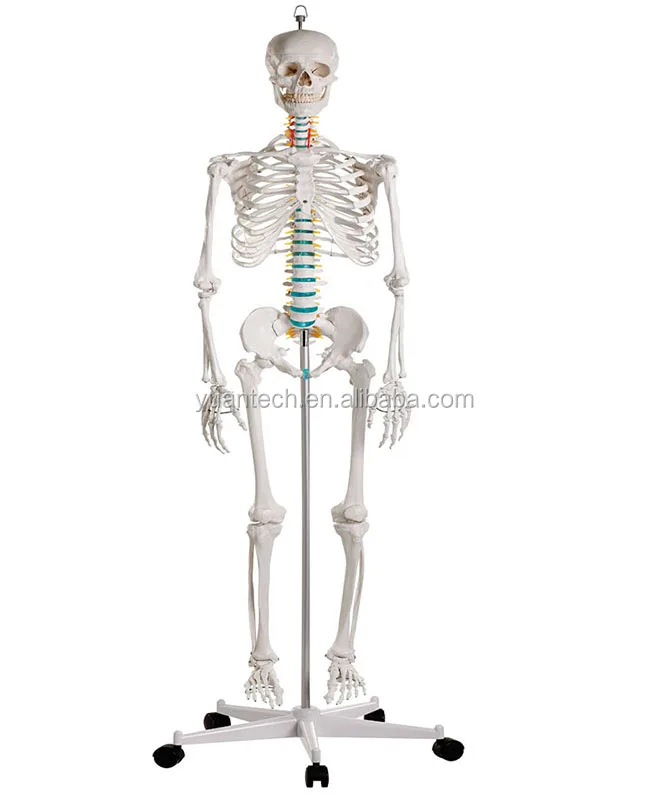 Модель скелета Человеческого Размера YA/L011, рост 176 см