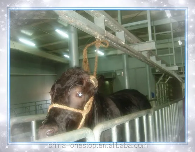 Live Cattle Slaughtering Equipment Cattle/Cattle Leading Machines for Sale
