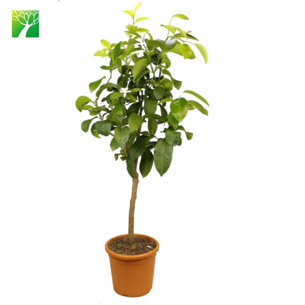 热卖2 5 米最大高度水果植物苗圃citron Citrus Medica Buy 水果植物苗圃 柚子植物 柑橘药用product On Alibaba Com