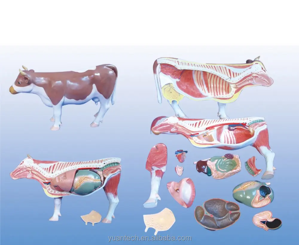 
 Пластиковая анатомическая модель коровы  