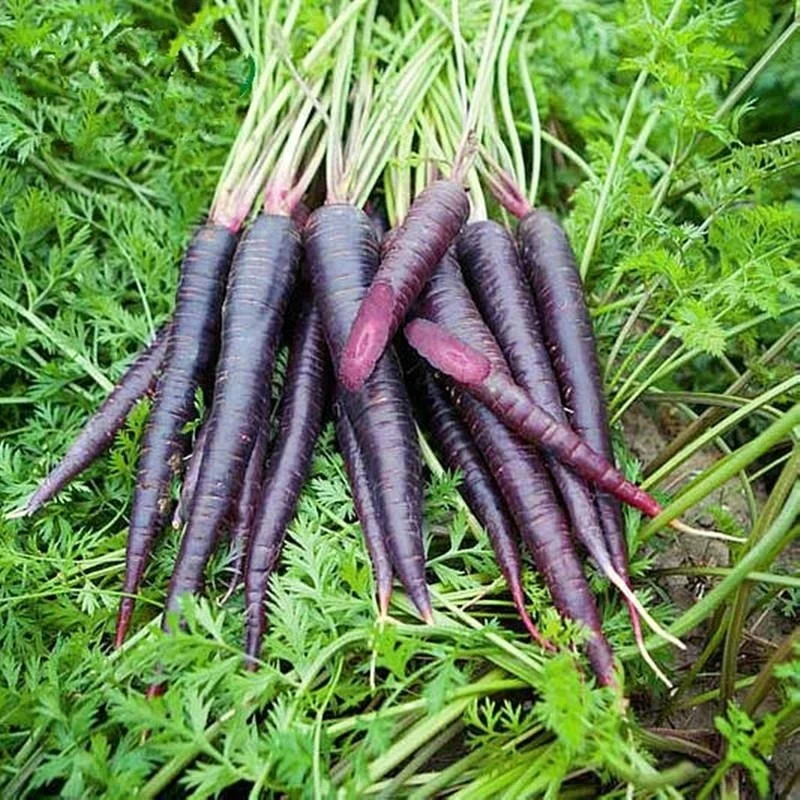 Sementes De Cenoura Roxa Preta Super Hibrida Alta Qualidade Sementes Para Cultivo Roxo Ginseng Buy Hibridas De Sementes De Cenoura Cenoura Semente Preta Sementes De Cenoura Product On Alibaba Com