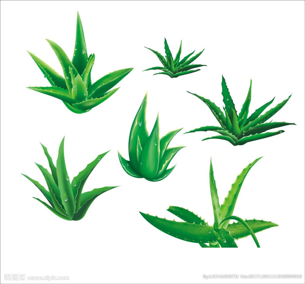 Экстракт алеи вера