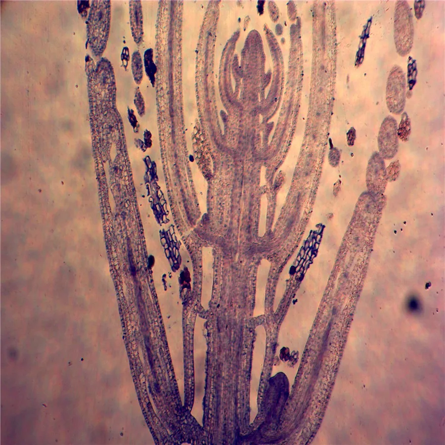 
Учебные предметы для школы, ботания, энтомология, зоология, Микроскопические Стеклянные образцы, набор слайдов, подготовленные слайды для микроскопа 