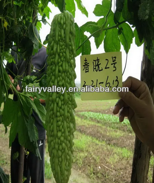 Chinese Hybrid Bitter Gourd Seeds Bitter Melon Seeds Balsam Pear Seed For Planting Buy Bitter Gourd Seeds Bitter Gourd In India Bitter Gourd Product On Alibaba Com