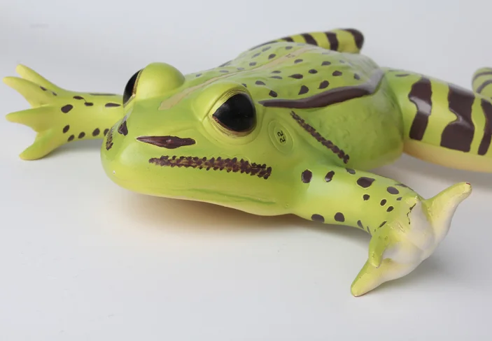Gelsonlab HSBM-408 Anatomical Frog Model Plastic Frog Model Frog Anatomy Model