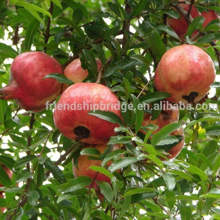 China Sweet Pomegranate Fruit木 Buy 中国ザクロ果樹 甘いザクロ果樹 ザクロ果樹 Product On Alibaba Com