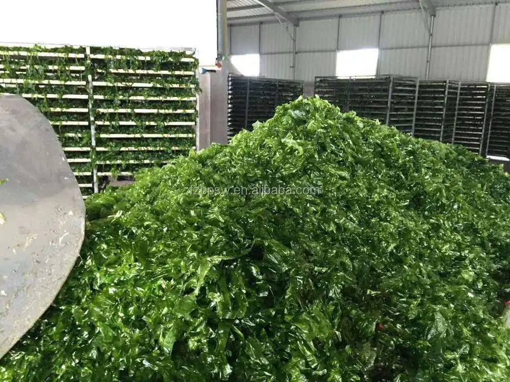Китайский поставщик, заводская цена, Aosa Ulva Lactuca