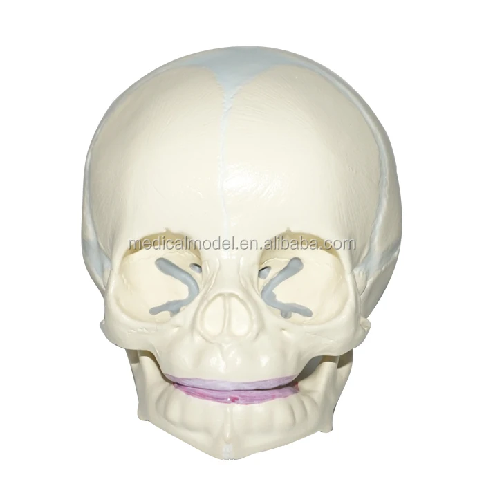 幼児の頭蓋骨モデル 赤ちゃんの頭蓋骨モデル Buy 幼児スカル 赤ちゃんの頭蓋骨 赤ちゃんの頭蓋骨モデル Product On Alibaba Com