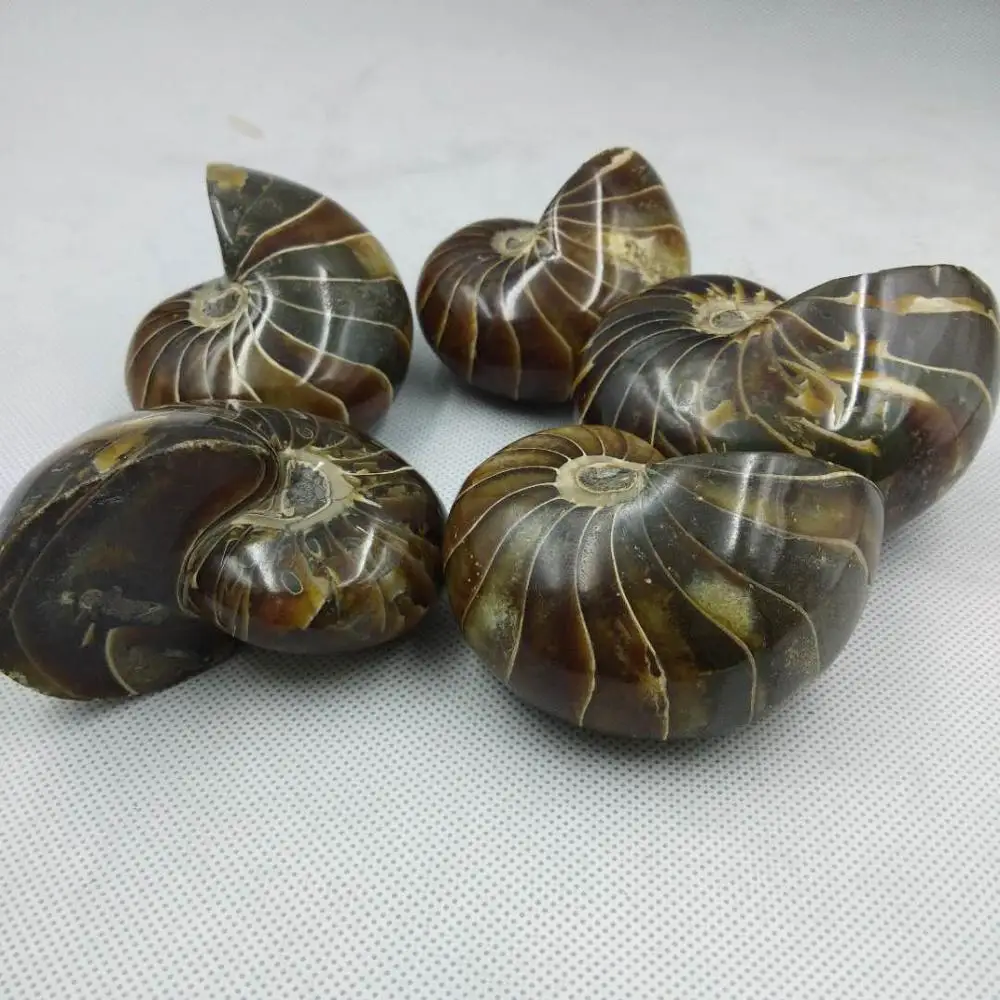 Natural Nautilus Conch Ammonite Shell Fossil for Sale