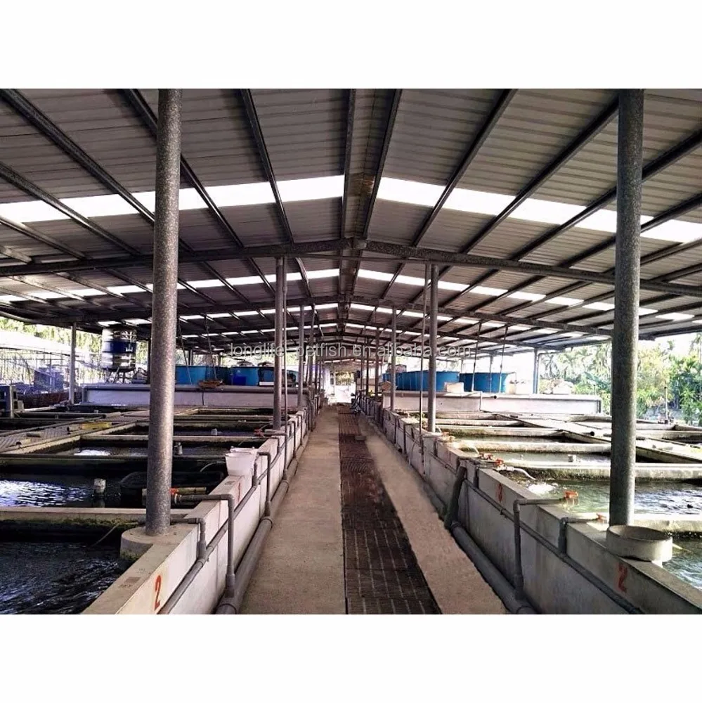 Горячая Распродажа рыба аристохромис красный топ