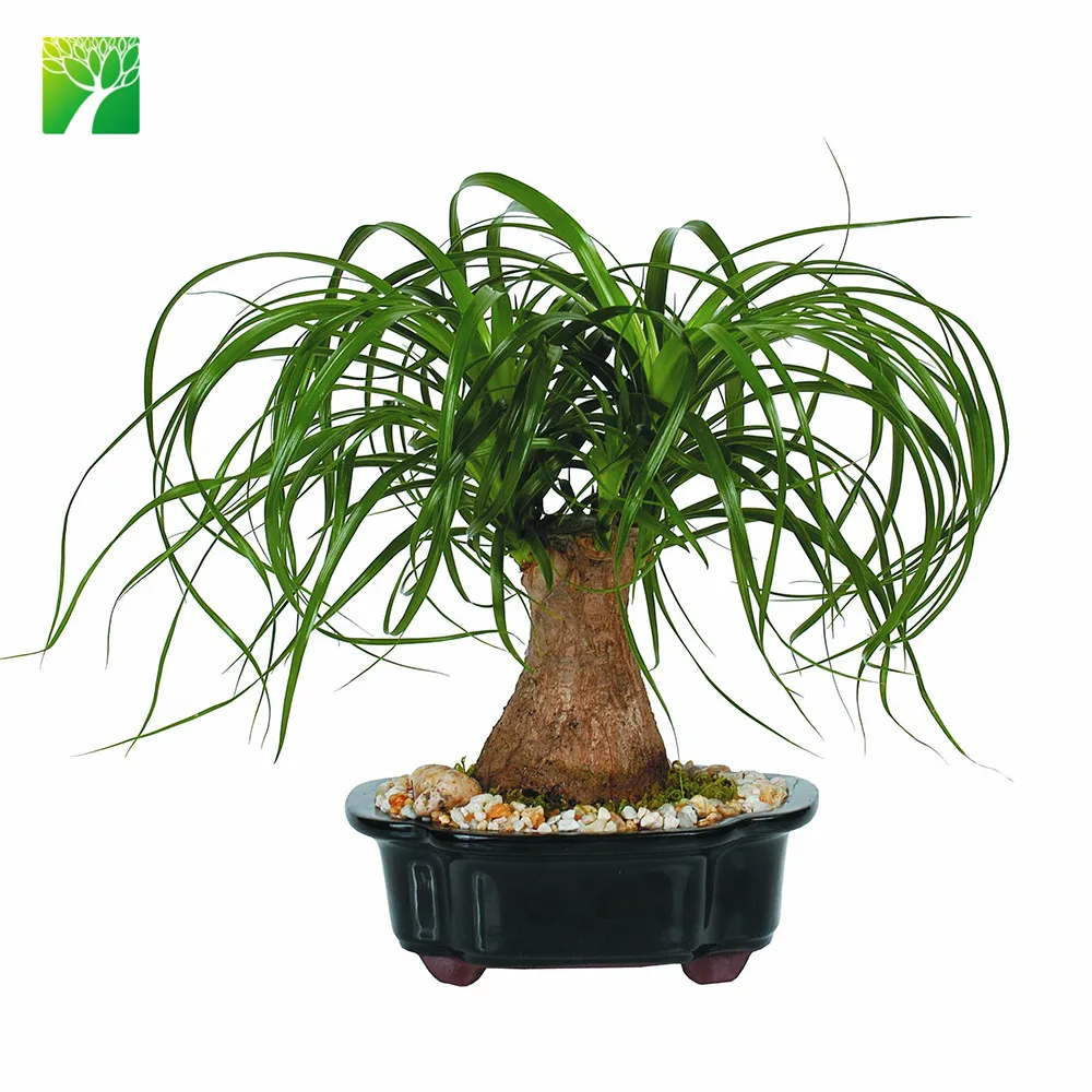 Full Sun Perennial Blooming Plant Ponytail Palm Beaucarnea Recurvata Buy Perennial Blooming Plant Ponytail Palm Plant Beaucarnea Recurvata Product On Alibaba Com