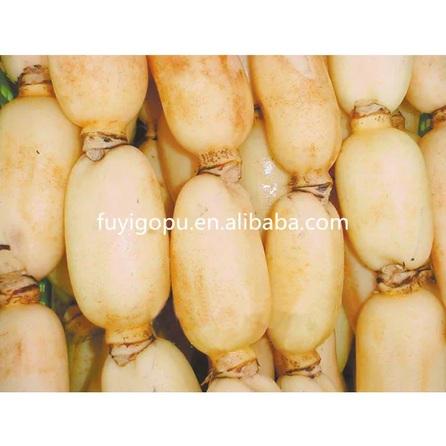 Fresh Lotus Root Prices for Export