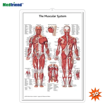 Licensed Educational Plastic 3D Medical Anatomical Wall Chart /Poster - The Muscular System