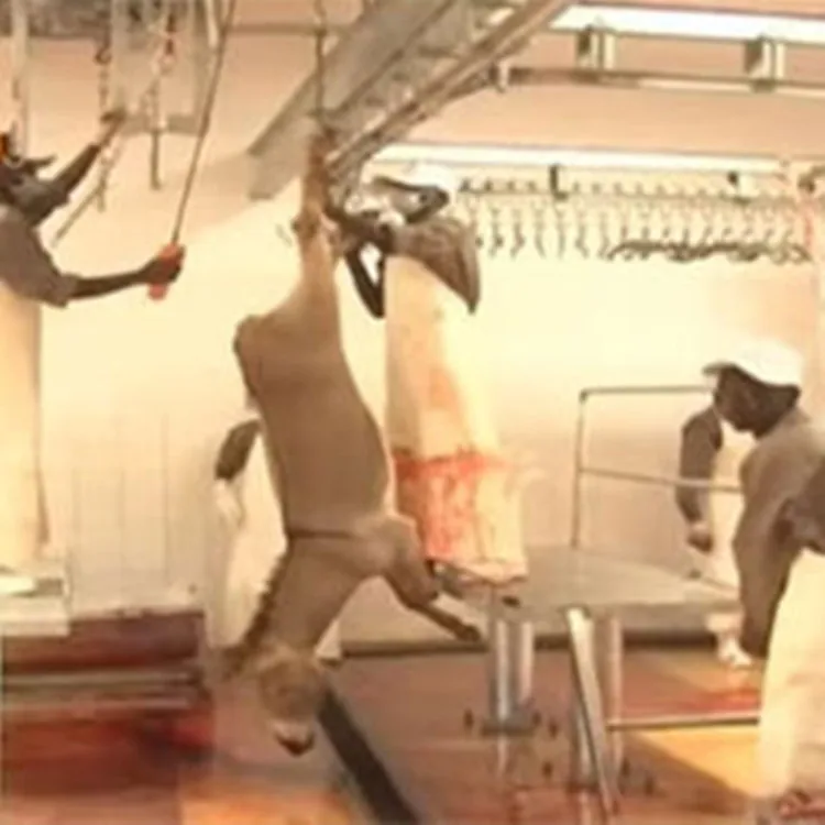Donkey meat slaughterhouse processing and slaughtering machine