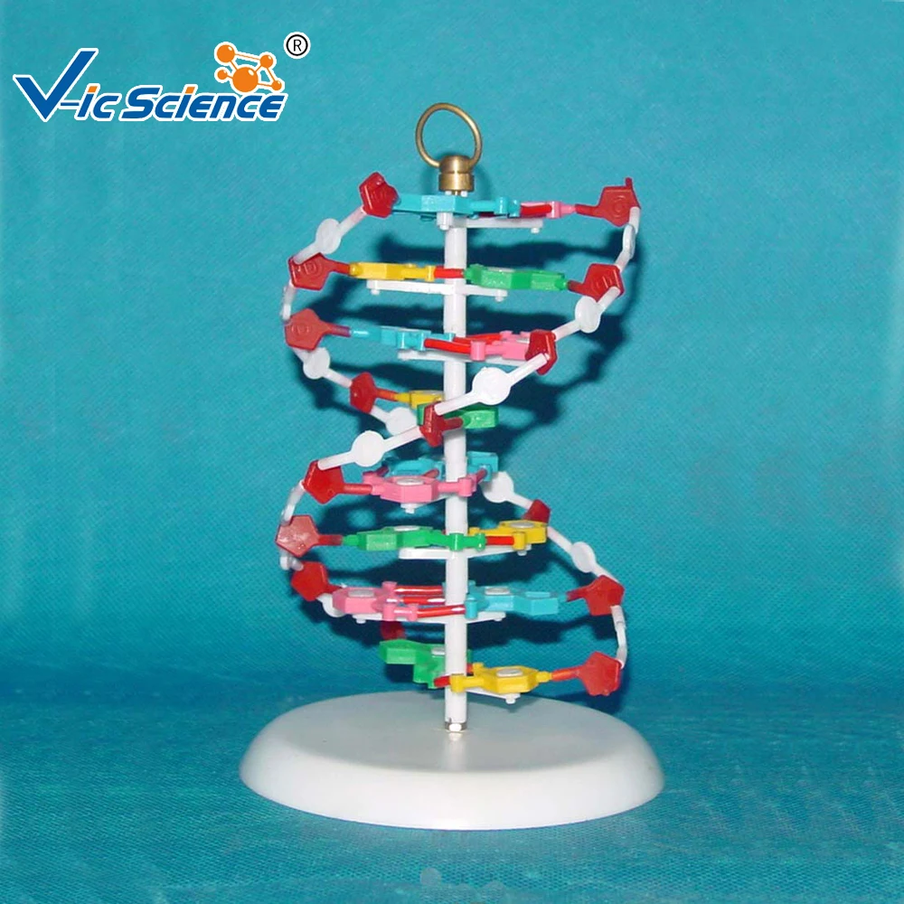 Dna Structure Model Dna Double Helix Structure Model Buy Dna Double Helix Dna Model Dna Double Helix Model Product On Alibaba Com