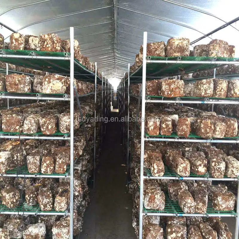 Cheap Modular Mushroom Greenhouse
