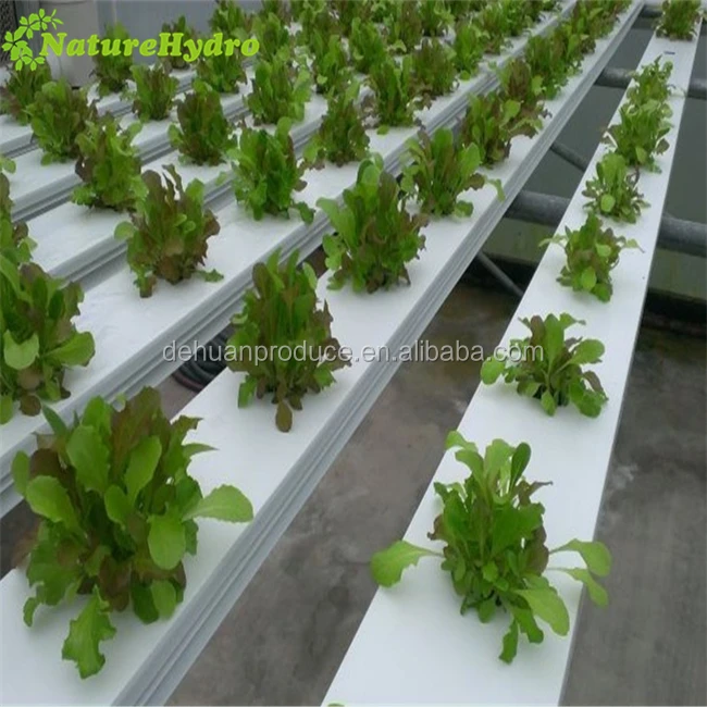 NFT Gully Hydroponic System Vertical NFT