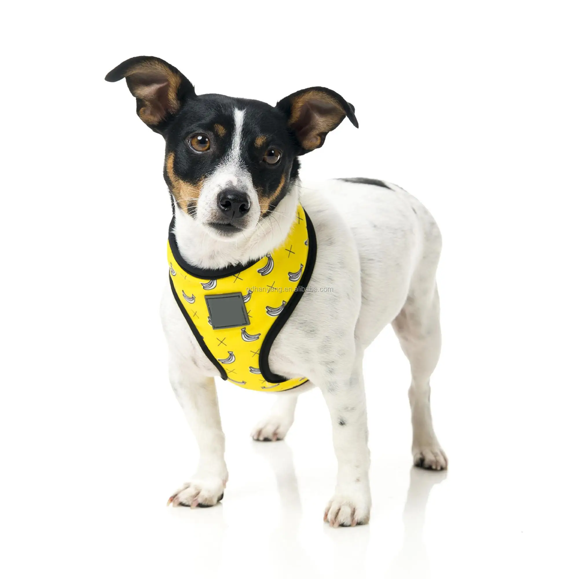 decorative dog harness