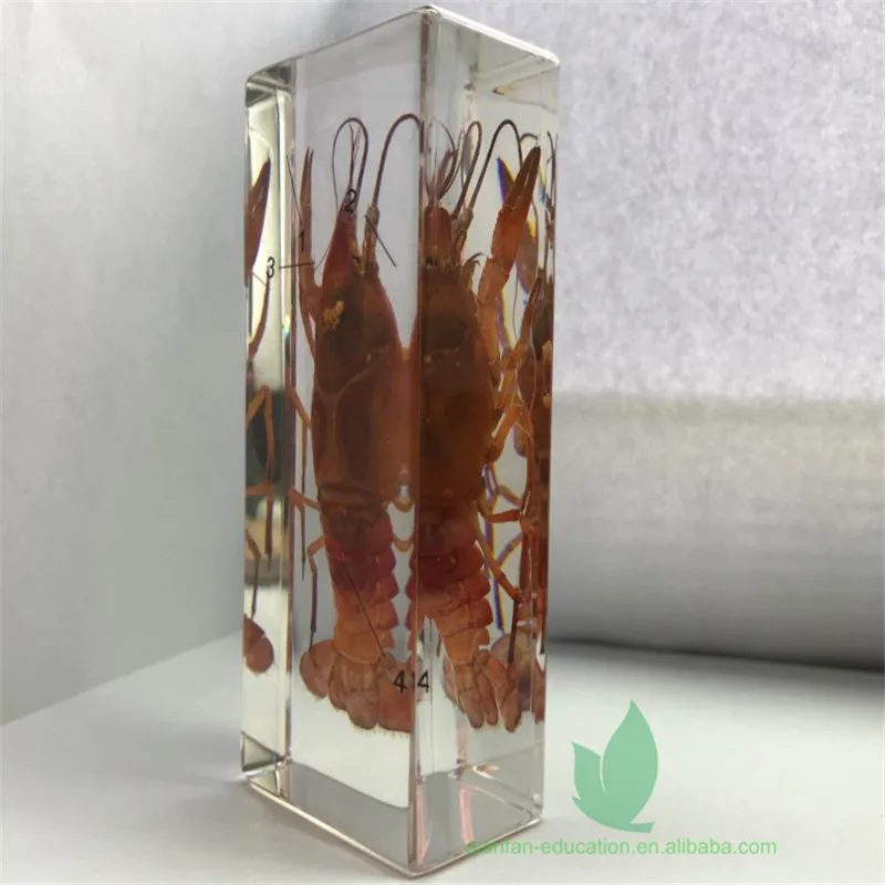 
Рамка из прозрачной смолы, реальный лобстер, встроенный полезный обучающий образец, пластиковая рамка для школы 