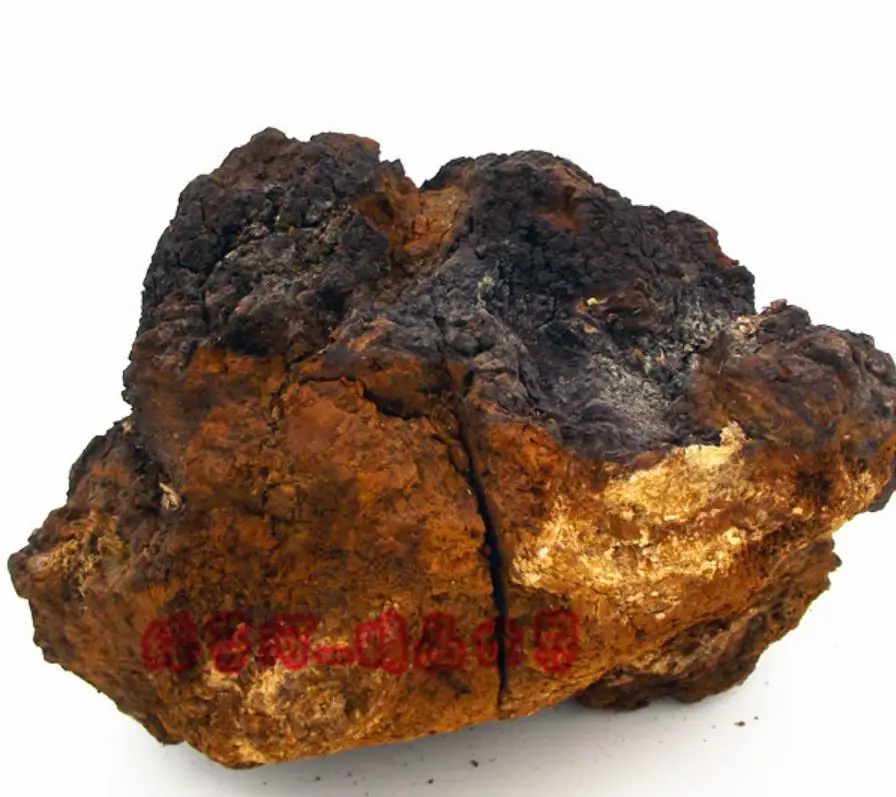 Оптовая продажа чай из грибов Чаги сибирской Сибири для продажи