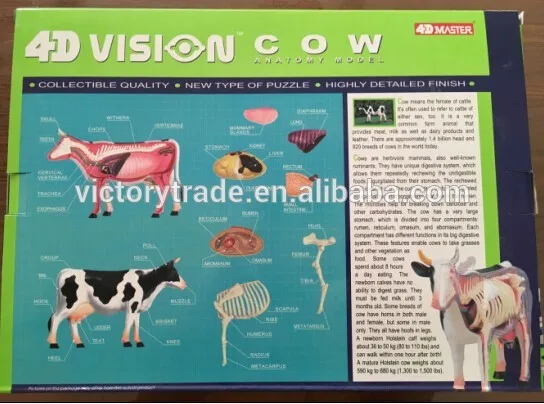 
V-AM048 4D мастер животное корова образец анатомическая модель для обучения 