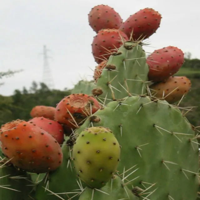 tequila kaktus La Cofradia Cactus Reposado Tequila 700ml main image 0