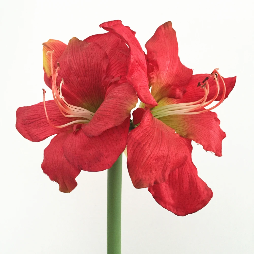 New Arrival Real-touch Silk Artificial Amaryllis with Foam Stem