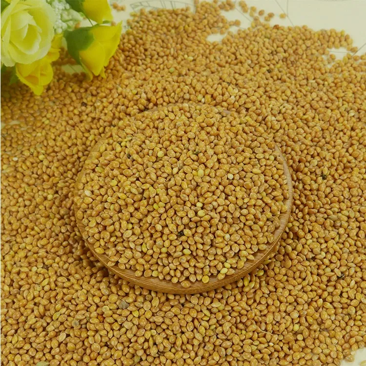 Yellow Broom Corn Millet For Bird Feed Buy Millet,Millet Planting Seed,Millet Bird Food