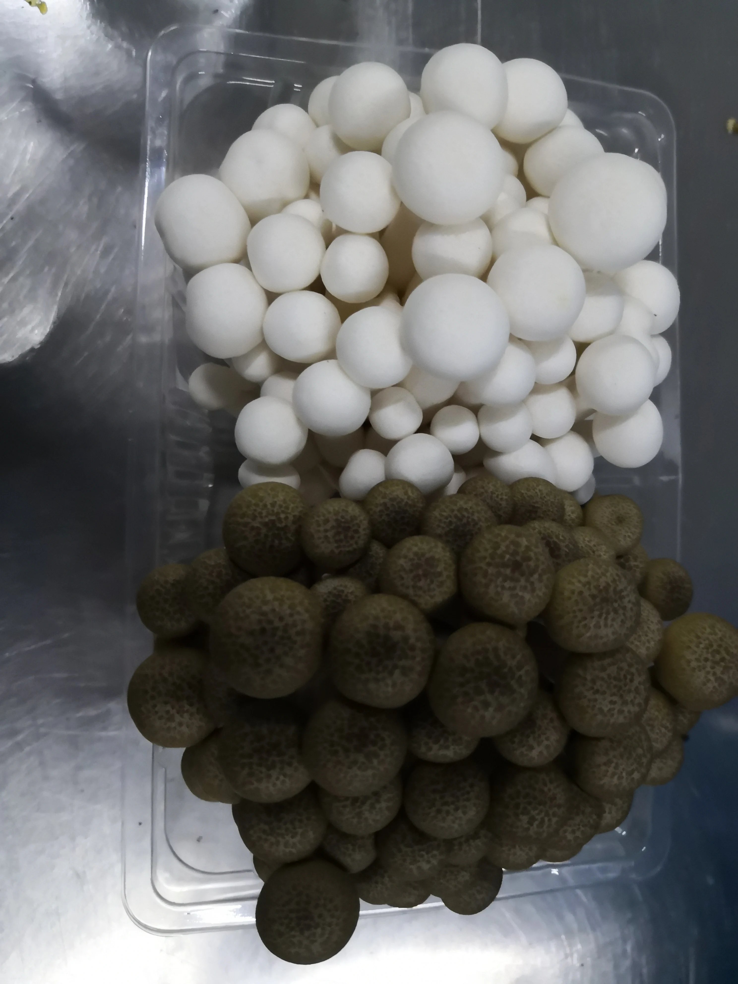 fresh mushroom(brown shimeji)