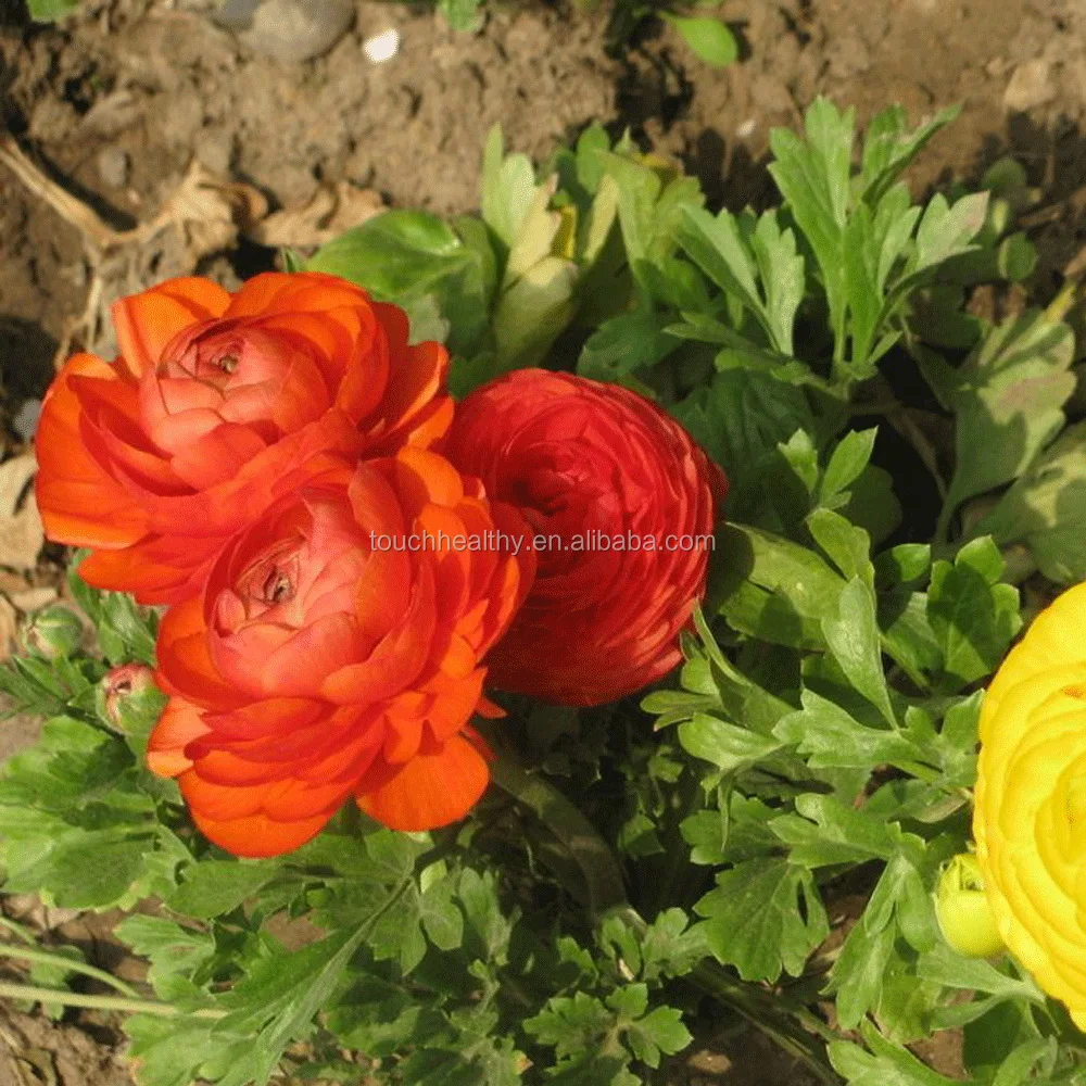 2021 Touchhealthy Supply Full Ranunculus Asiaticus Seeds Varieties All Color Ranunculus Flower Seeds For Growing 1000seeds Bags Buy Ranunculus Asiaticus Seeds Ranunculus Flower Seeds Ranunculus Seeds Product On Alibaba Com