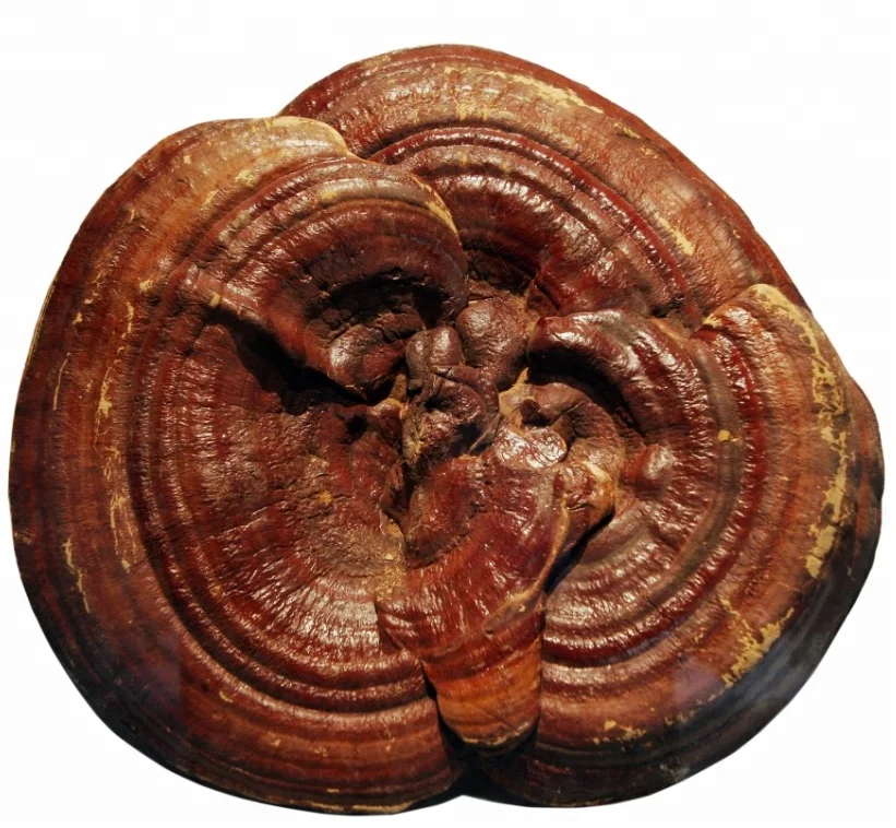 High Quality Raw Wholesale Dried Ganoderma Lucidum REIZHI Mushrooms Body