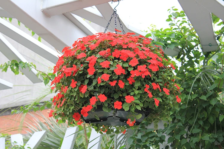 Подвесной цветочный горшок, садовые горшки для растений, подвесные садовые горшки из пластика, Китай