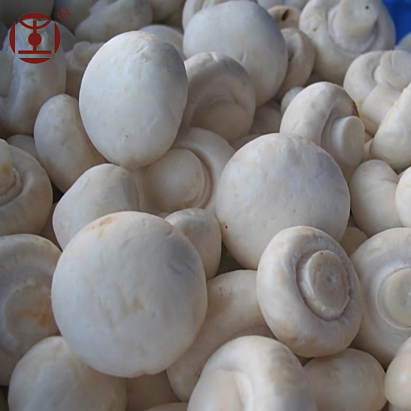 
 Порошок Agaricus Bisporus (белый гриб), съедобный и лекарственный гриб  