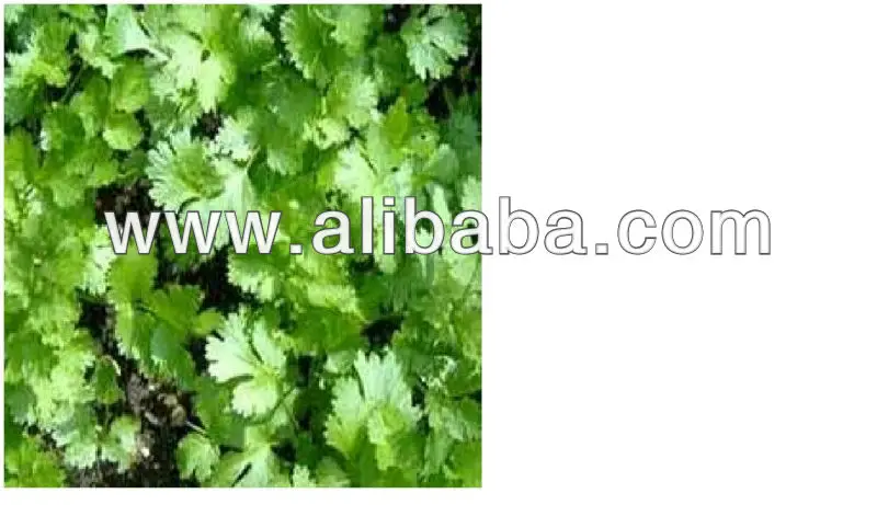 Buy Feuilles De Coriandre Fraiche Product On Alibaba Com