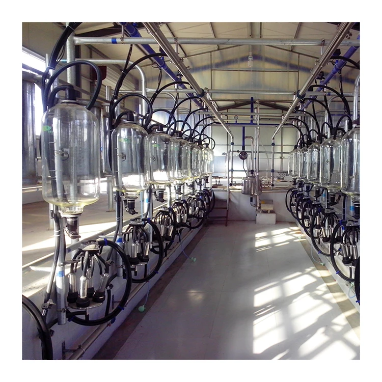 Hot Sale Automatic Milking System Cow