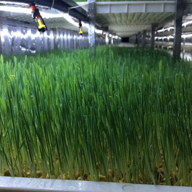Lyine OEM Fodder Container Hydroponic Farming Daily 1000kg Barley Growing Rooms Hydroponics Sprouting Systems Solar Power