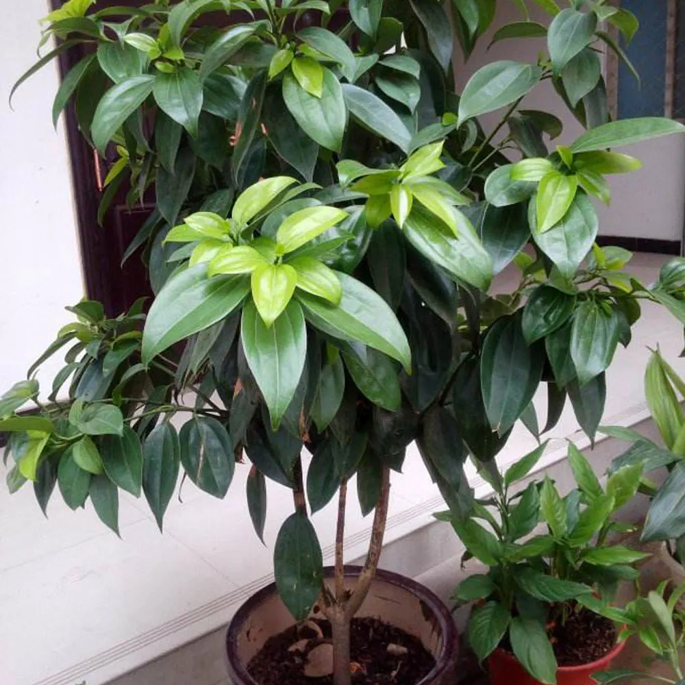 21 Cinnamomum Kotoense ボテルトバゴシナモンの木の種植林用 Buy クスノキkotoense種子 Botelトバゴシナモンツリー種子 Afforestationツリー種子 Product On Alibaba Com