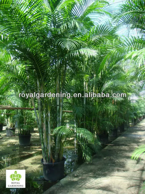 Areca Palm Chrysalidocarpus Lutescens Buy Bottle Palm Hyophorbe Lagenicaulis Chrysalidocarpus Lutescens Product On Alibaba Com