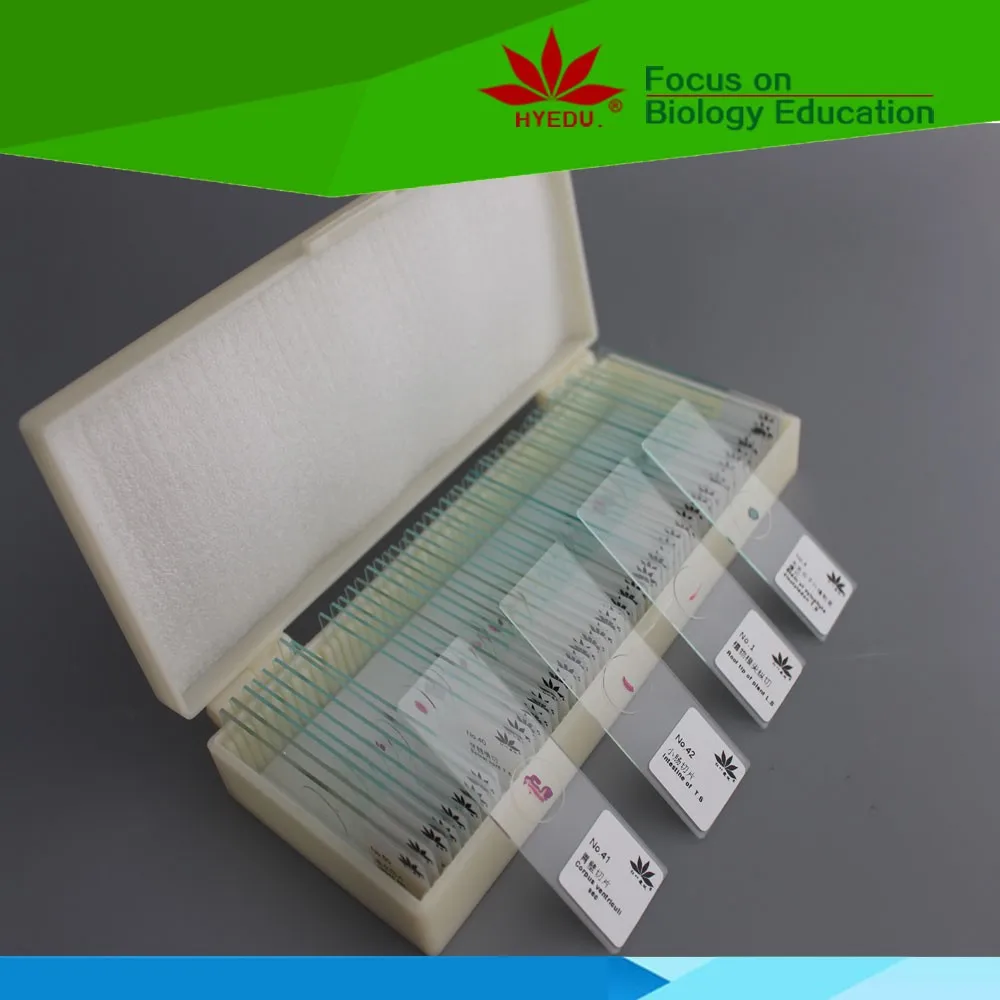 Индивидуальные недорогие слайды rotifer w m для приготовления микроскопа