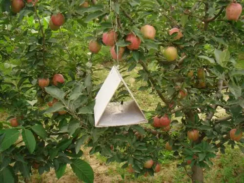 Delta Trap, Pheromone Trap for Agriculture Pest Control