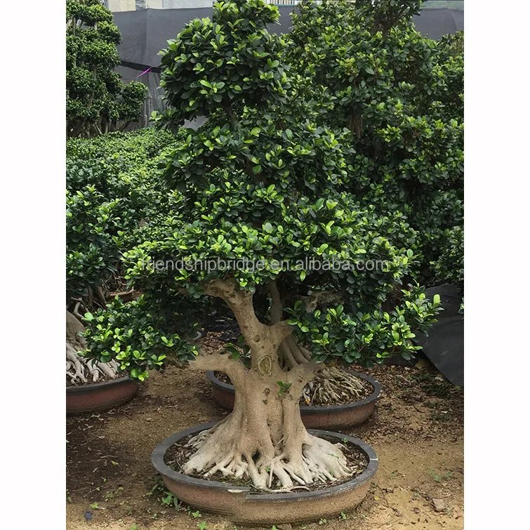 Schöner Wurzel-Ficus-Bonsai-Baum H1,5 m