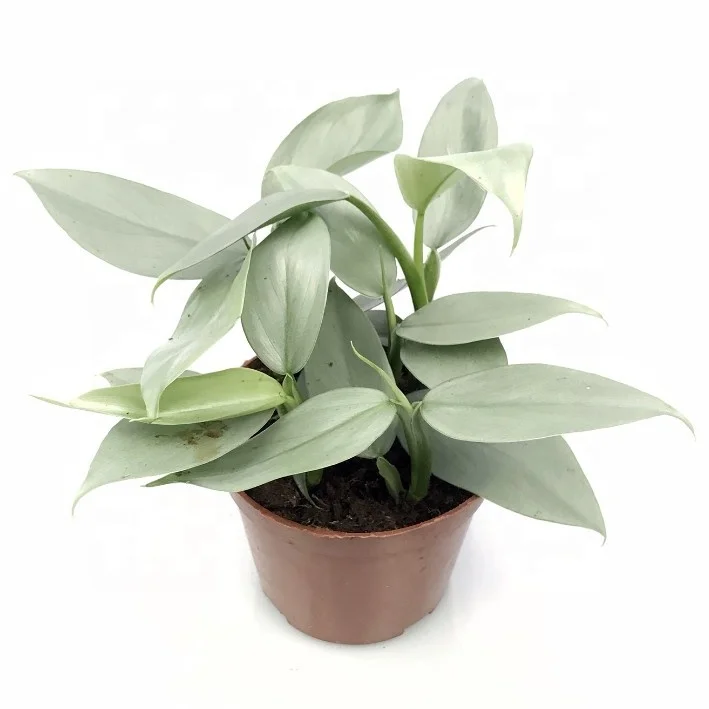 Silver Leaf Philodendron Of Indoor Green Potted Plants Philodendron Hastatum Buy Silver Leaf Philodendron Indoor Bonsai Philodendron Hastatum Product On Alibaba Com