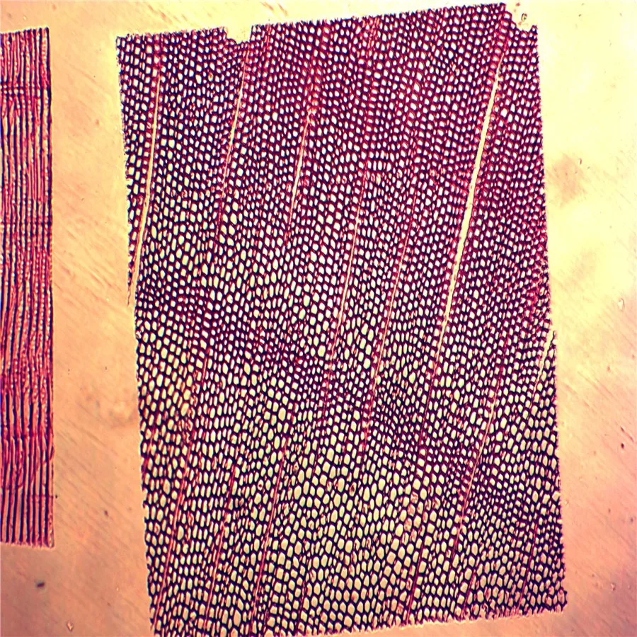 
Учебные предметы для школы, ботания, энтомология, зоология, Микроскопические Стеклянные образцы, набор слайдов, подготовленные слайды для микроскопа 