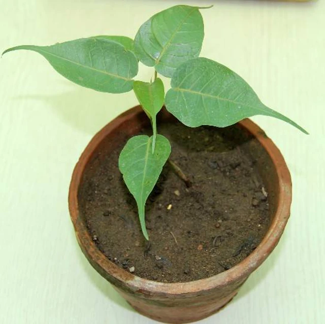 Ficus Religiosa Saplings Buy Ficus Religiosa Ficus Religiosa Sapling Teak Sapling Dia 0 8cm Product On Alibaba Com