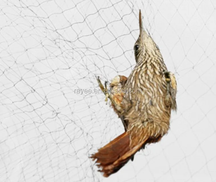 Mist Net Deep Pockets Nylon 110/2D 15mm Mesh Size Bird Netting,Invisible Net,Orchard  Garden Net,Airport Anti Bird Net (10x40 ft) : : Sports & Outdoors