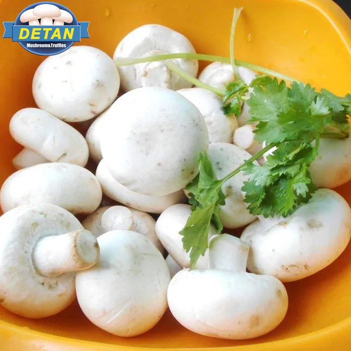 Свежий белый гриб Detan