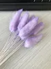 TARO VIOLET